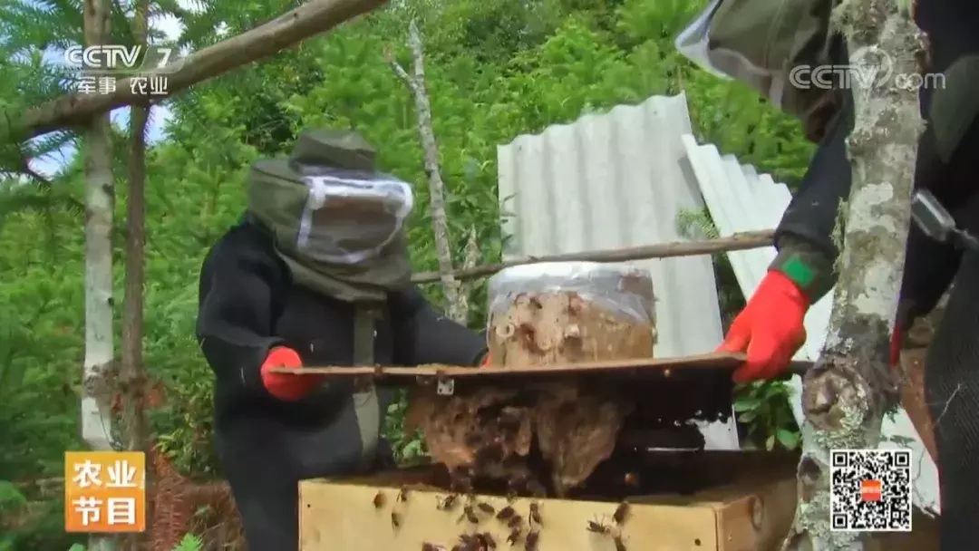 挖个坑,埋点土,秋后抬回两千万!蜂农中的绝命毒师