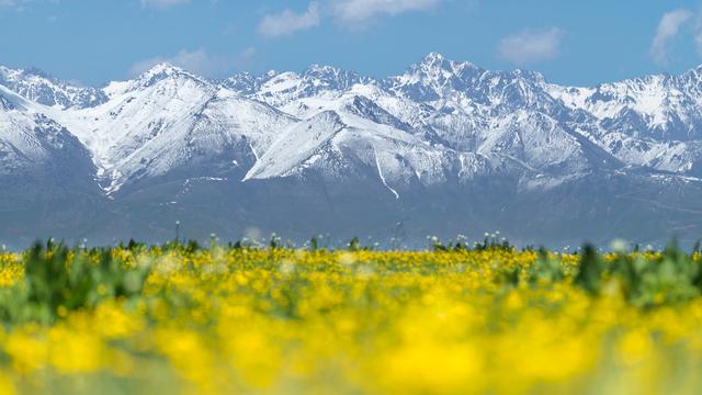 佩戴枪支？看看警察条例如何规定？