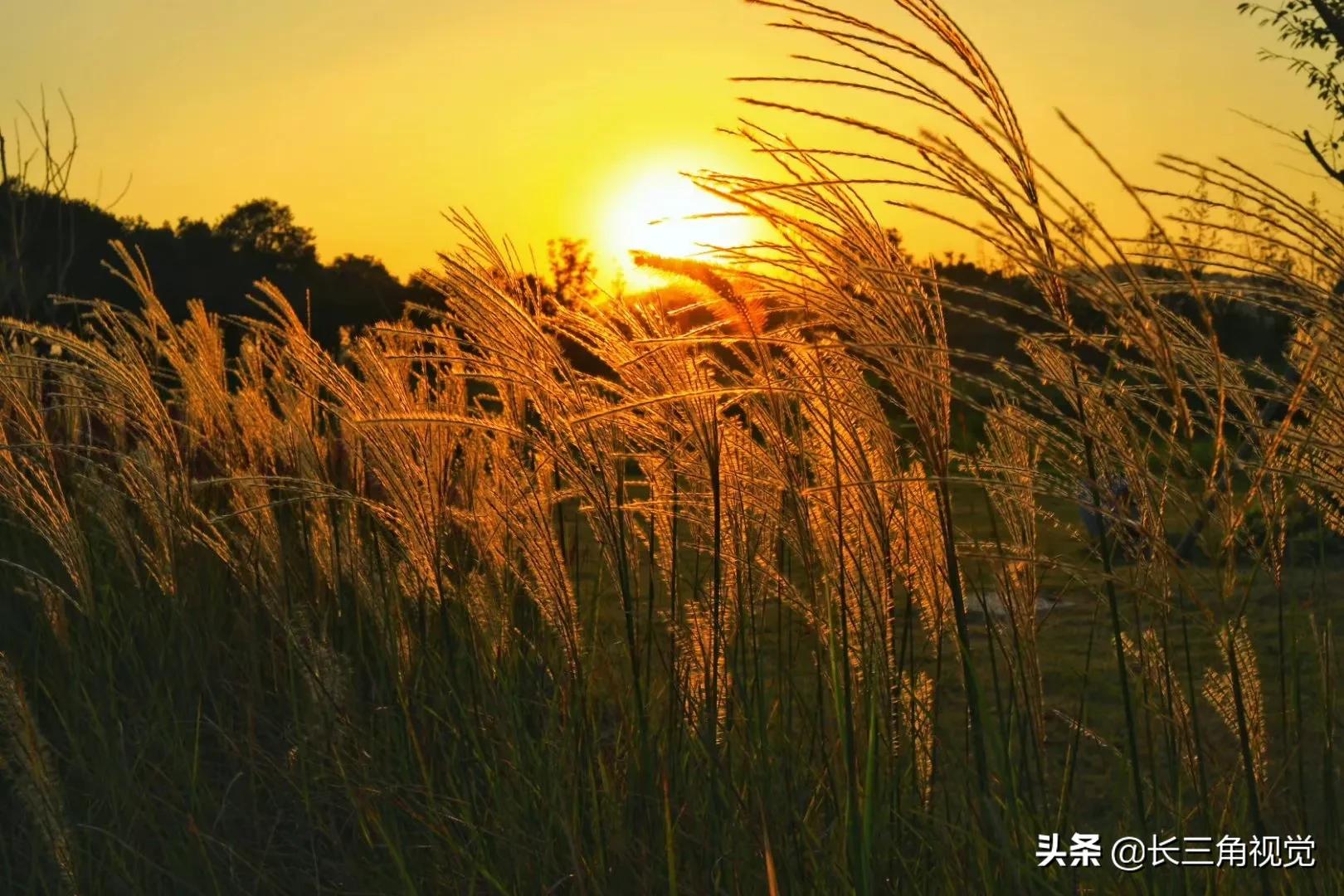 秋韵湖州，芦花飞扬：一场不容错过的诗意之旅