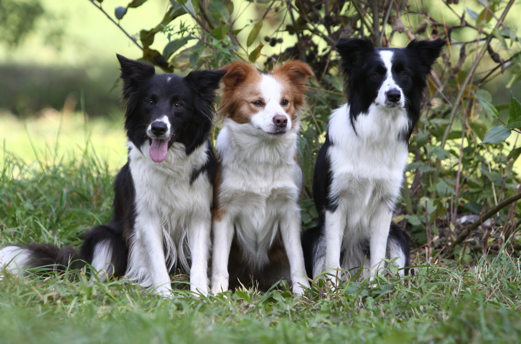 工作犬历届世界杯冠军(物种百科：边境牧羊犬)