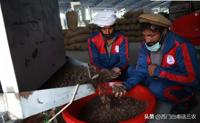 中国大量进口阿富汗松子，阿富汗的松子究竟有多好？看了就会明白