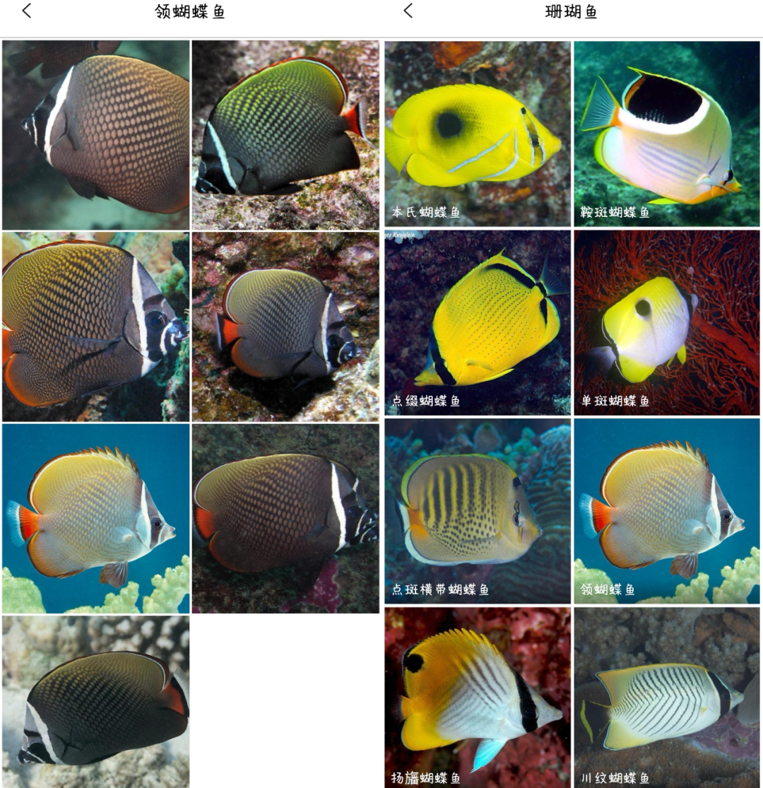 图片识别软件(一波拍照就能识物的小工具) - 赤虎壹号