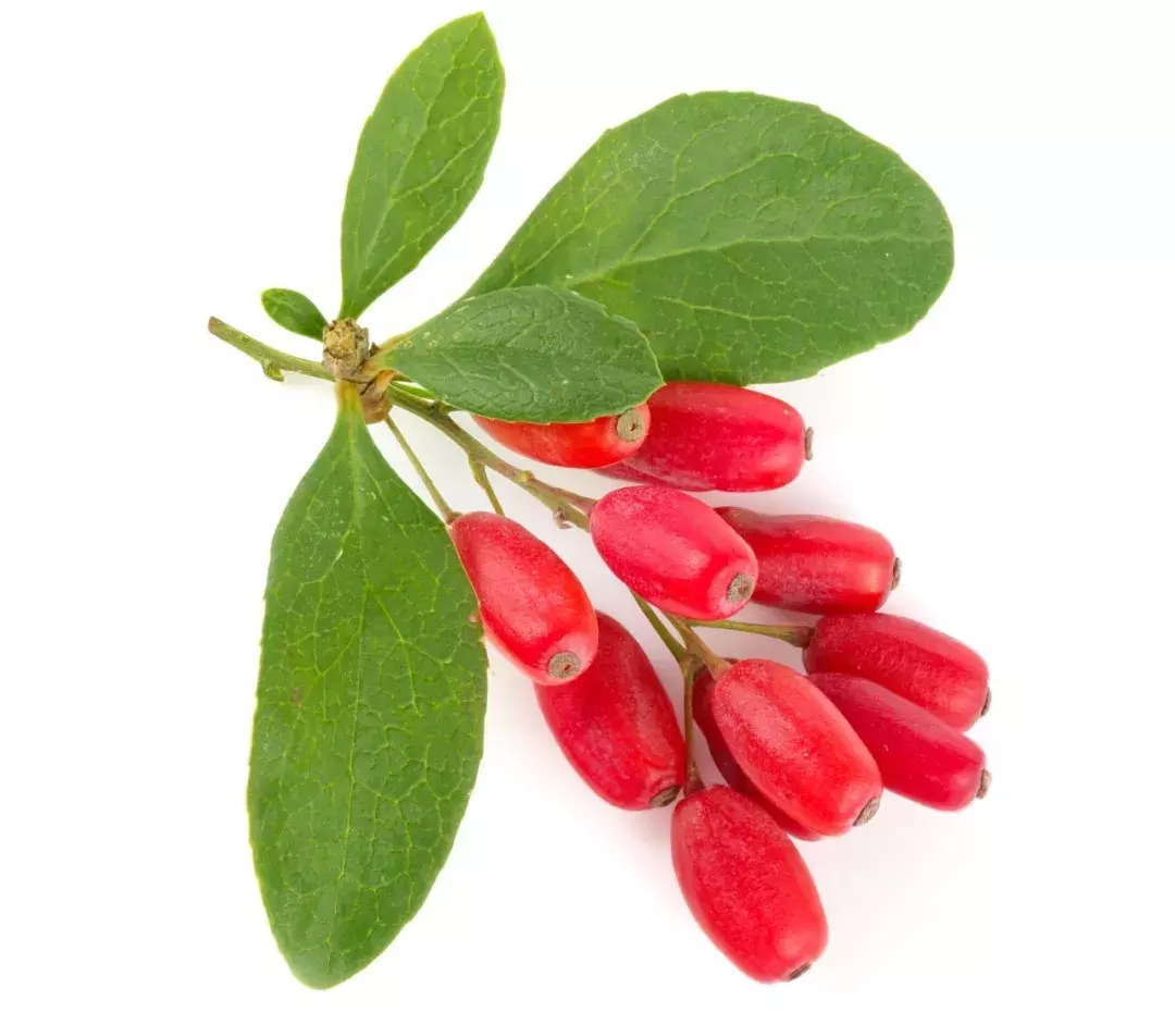 这2个枸杞叶食谱,不是谁都知道