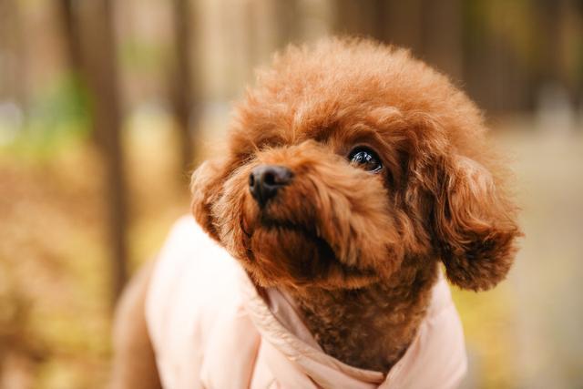 养“泰迪犬”的六大坏处，网友：养过就不想再养了