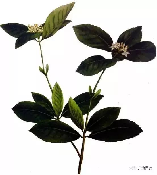 广西为什么被称为“八桂”大地？