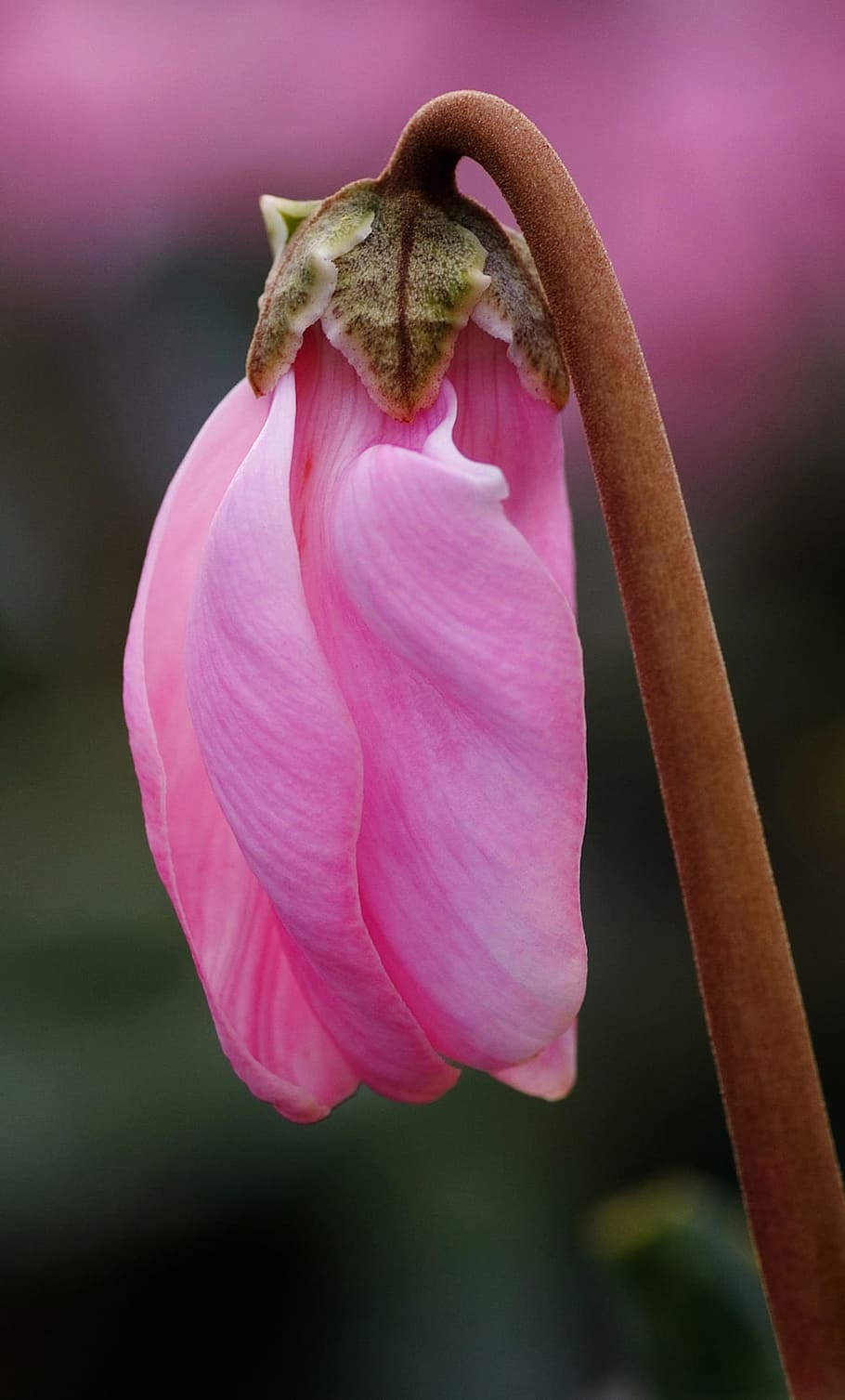 仙客来：花形独特，翻卷之美