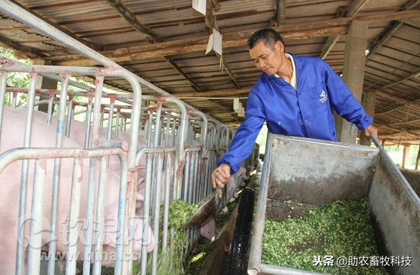 猪场自己种植皇竹草等牧草养猪可行吗？如何做更好？