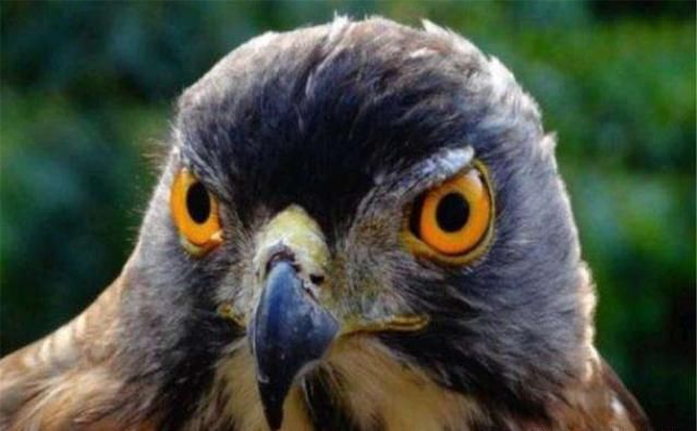 古人讲:"鹰鼻鹞眼不可交,矬子杀人不用刀",老祖宗的识人之术