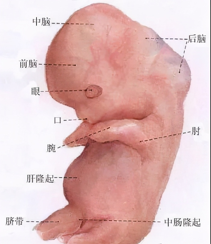 女子同房到怀孕图解