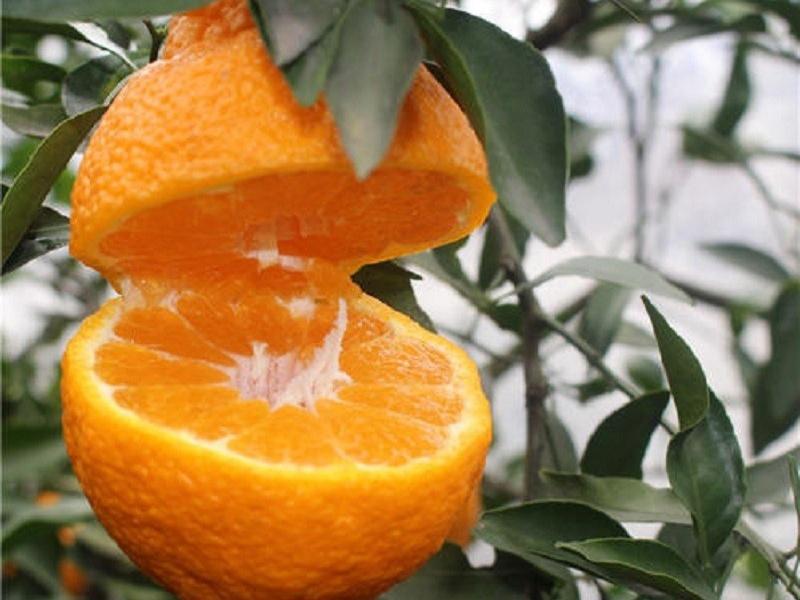 丑橘现状：价格低迷接近成本价，部分果农赚不到钱想砍树