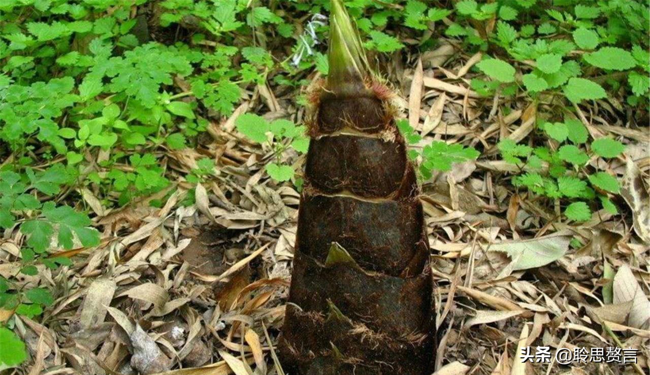 竹笋诗词精选三十一首 戢戢新芽迸旧林，才生有节便虚心