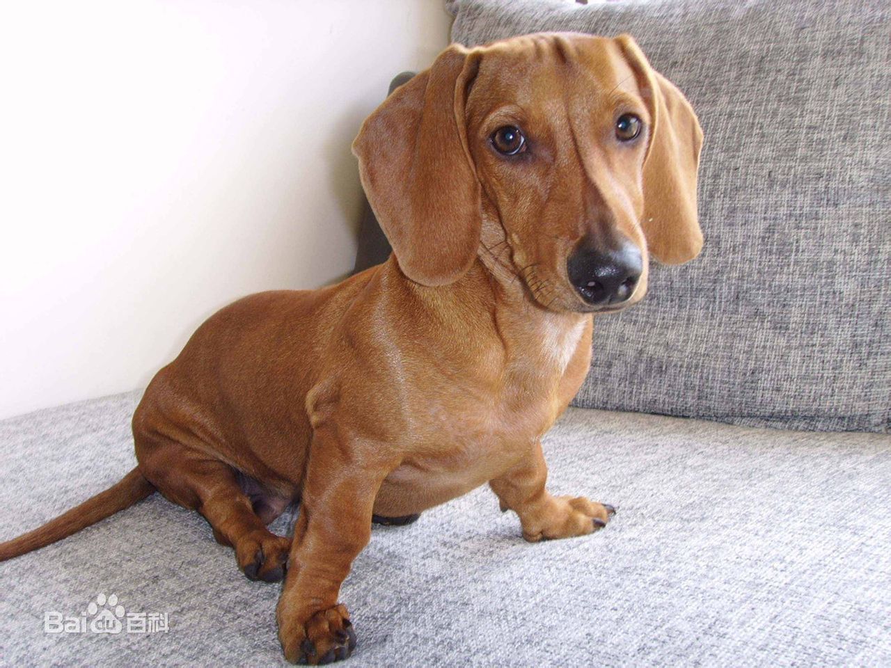 世界杯茶杯犬(宠物狗百科全书(上)中小型犬有哪些品种?