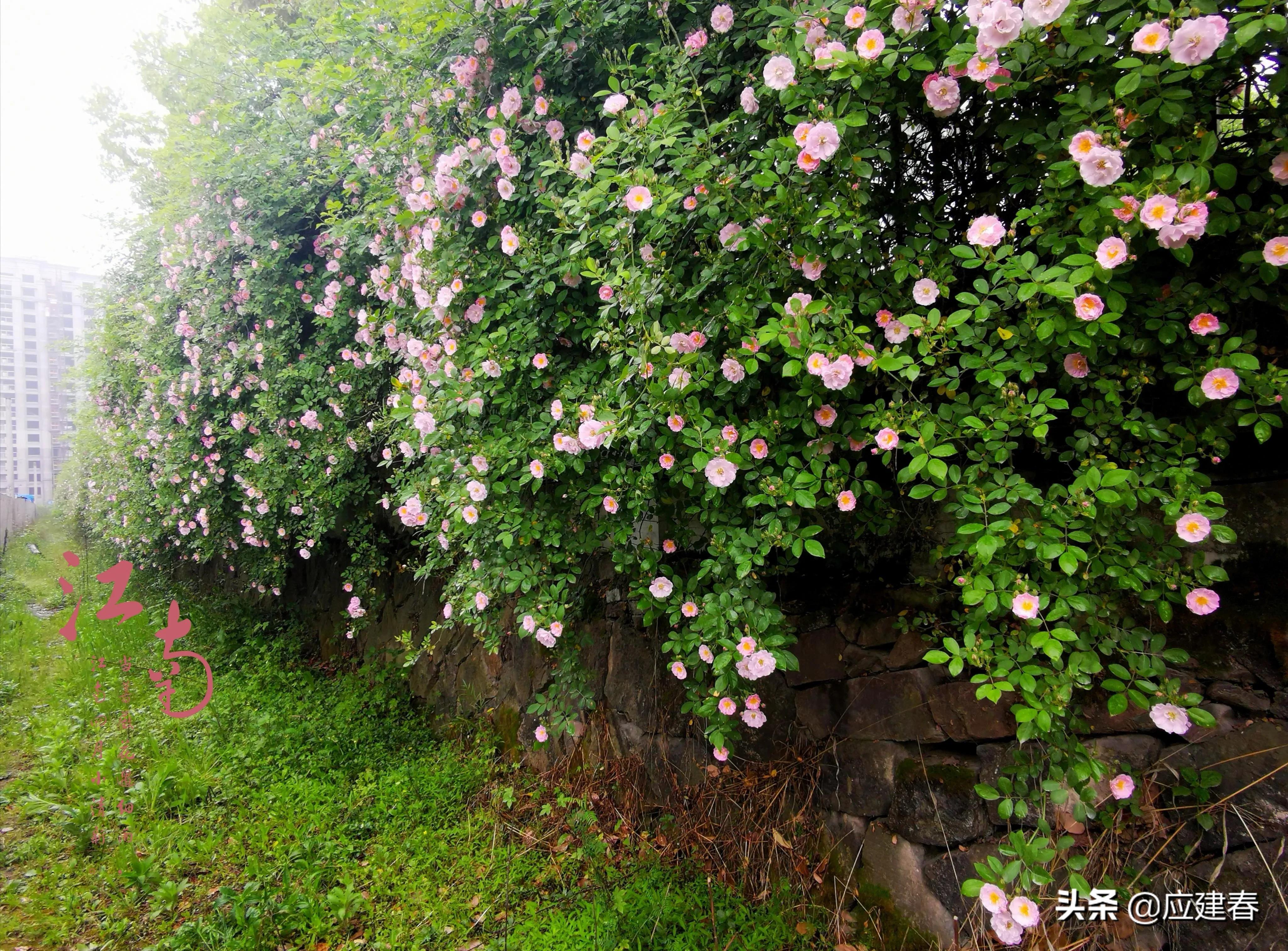 「散文」当蔷薇花遇细雨，江南四月小清新