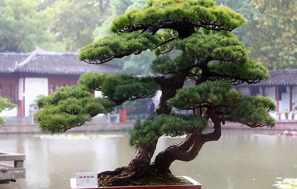 坟地栽什么树人财两旺(松树图片)-文化号