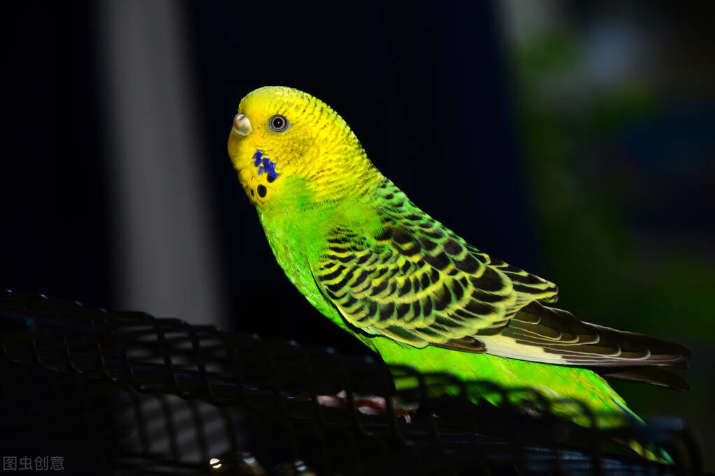 虎皮鹦鹉配对繁殖原则,母鸟大,公鸟小,孵出小鸟差不了