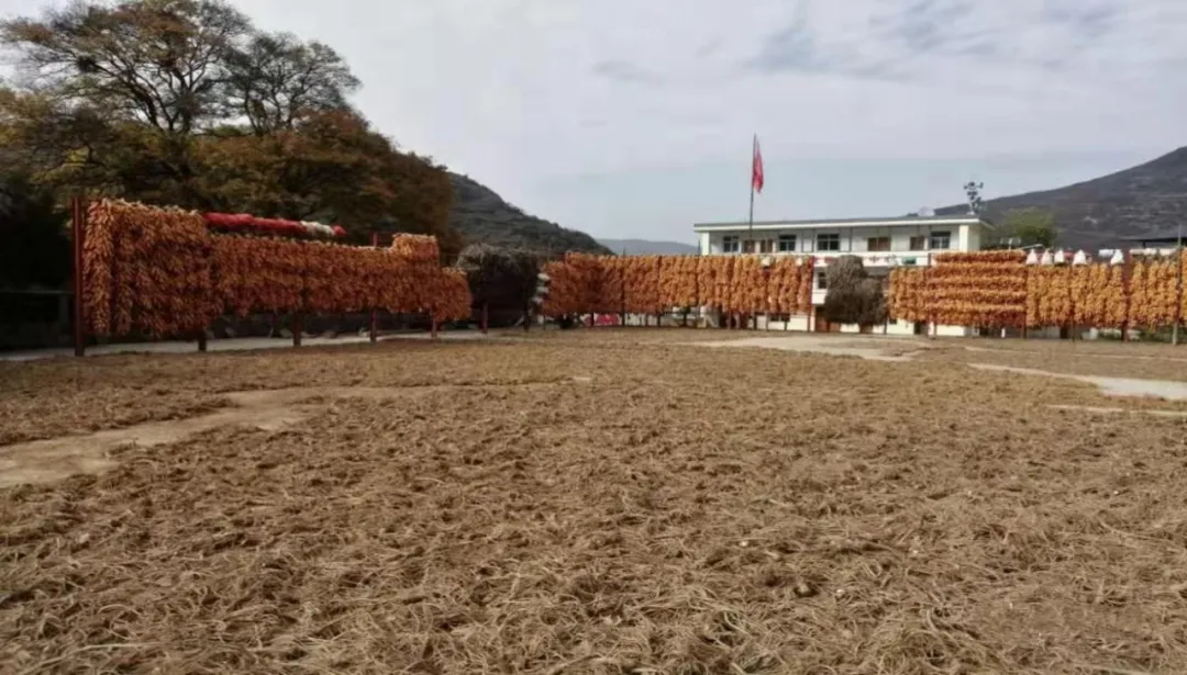 舟曲:药材喜丰收 农民笑开颜