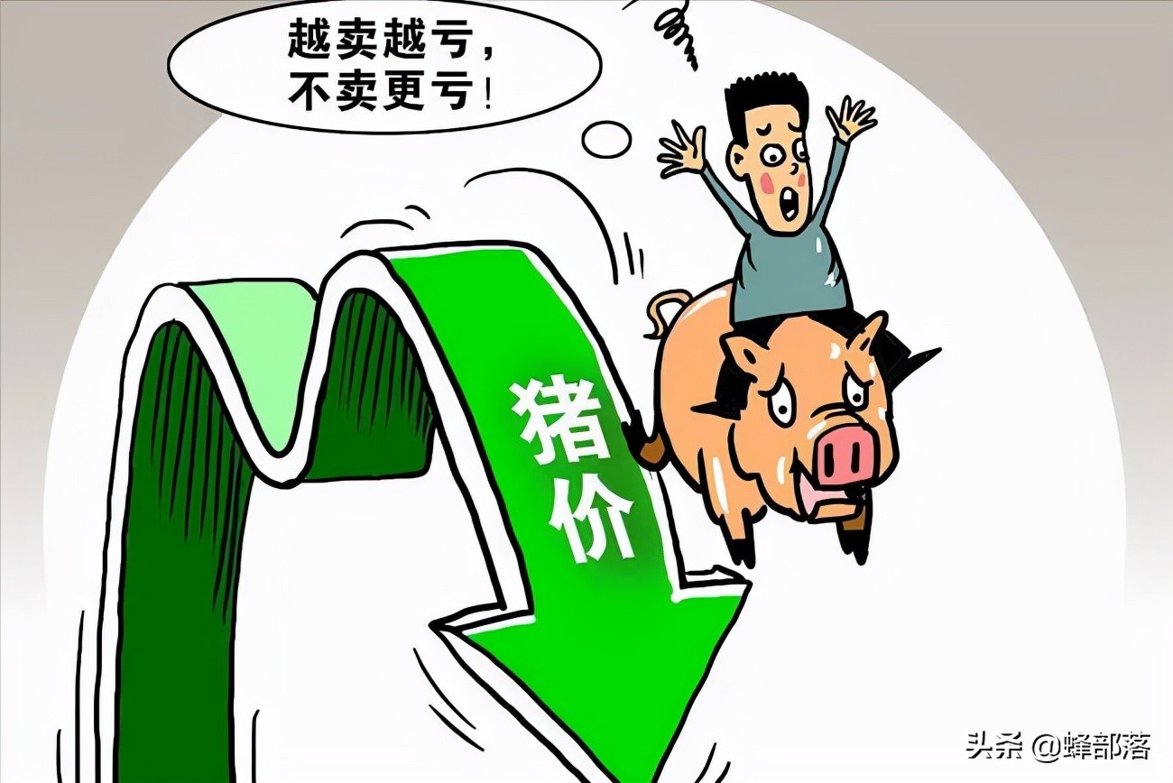 生猪价格又迎"6连跌",最高跌至4.88元/斤,消费旺季何时到?