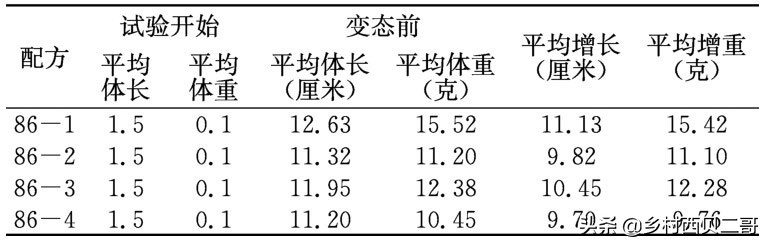 牛蛙的养殖技术（正确的牛蛙的养殖方法大全）