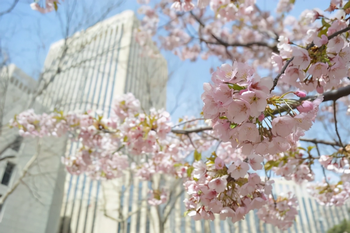 青岛大学实力如何？3个专业进入全球“第一方阵”，还有100%就业率！