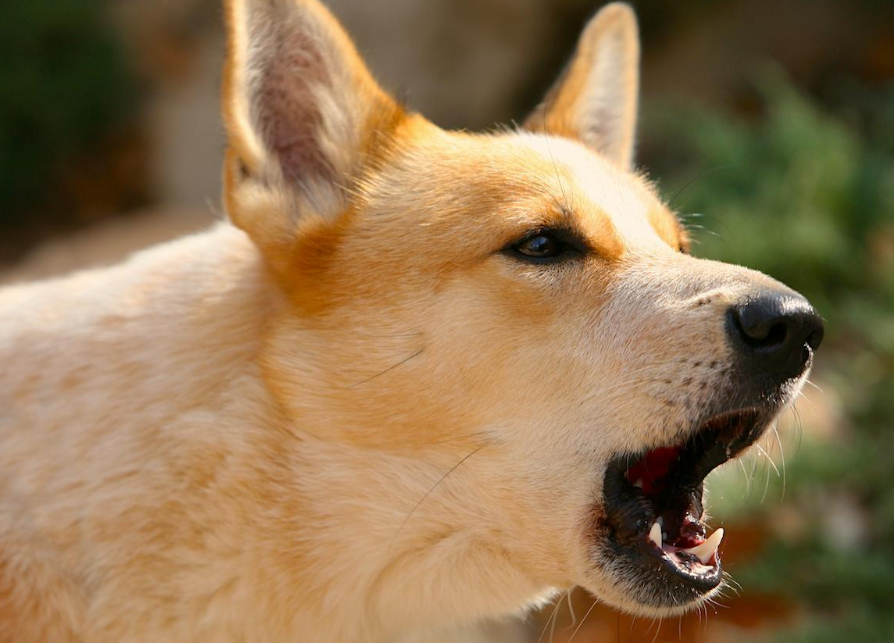 “恨”主人的狗狗，都有这几种表现，希望你家狗没有