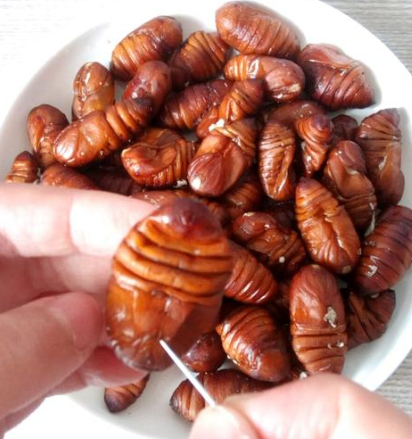 3,看眼睛:蚕蛹鼻子上方会有两个小黑点,它的存在也能方便我们区分新鲜