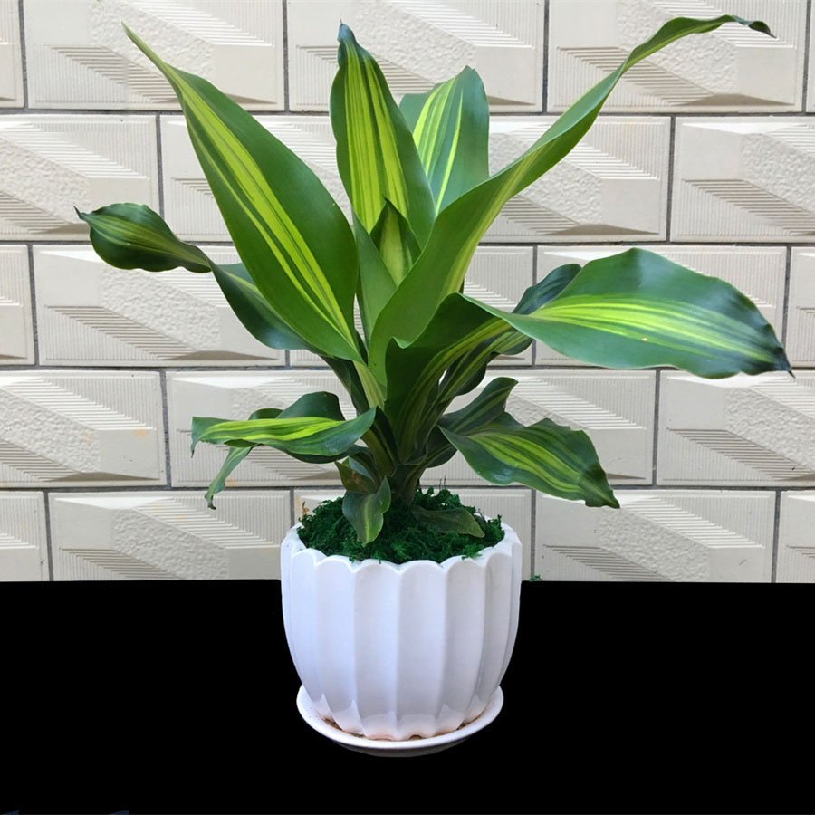 叶片宽大,富有光泽,苍翠欲滴,是著名的新—代室内观叶植物