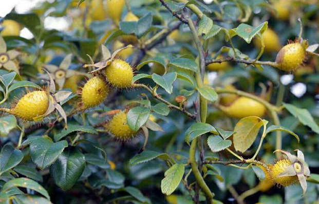 这种叫"糖罐子"的野果在南方地区并不算什么稀有植物,可能很多人没听
