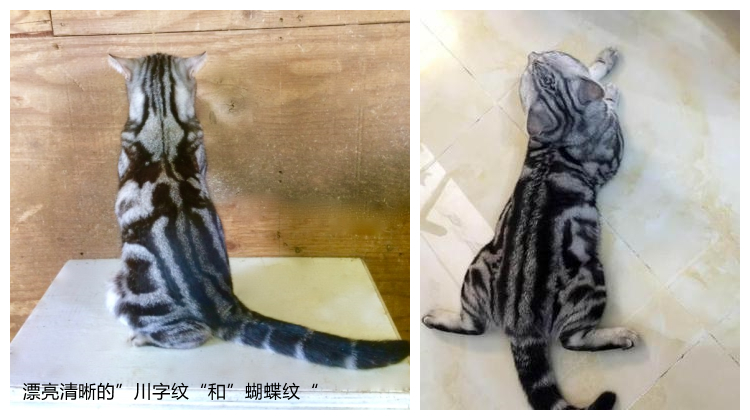 美短银虎斑,美短银虎斑猫多少钱一只