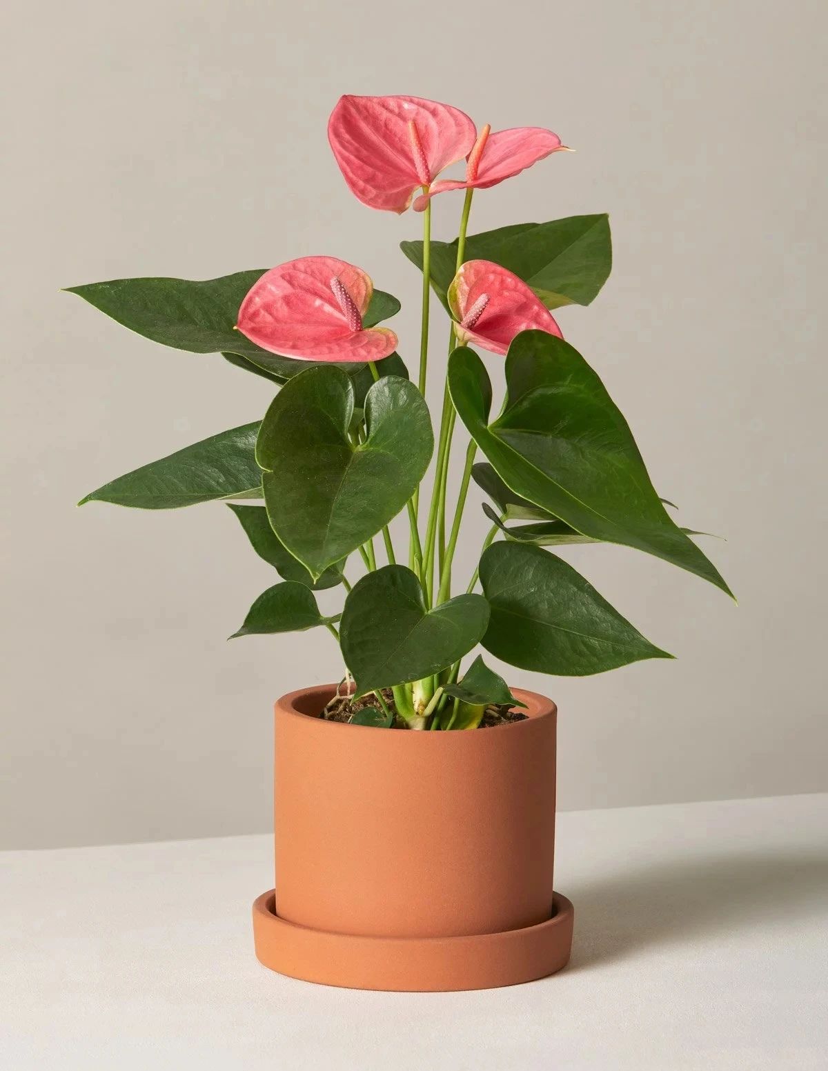 不同环境适合养的盆栽花卉,选合适自己的开花植物很重要