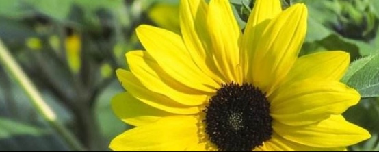 葵花籽种植(zhi)时间和方法（葵花种子种植方法和注意事项）