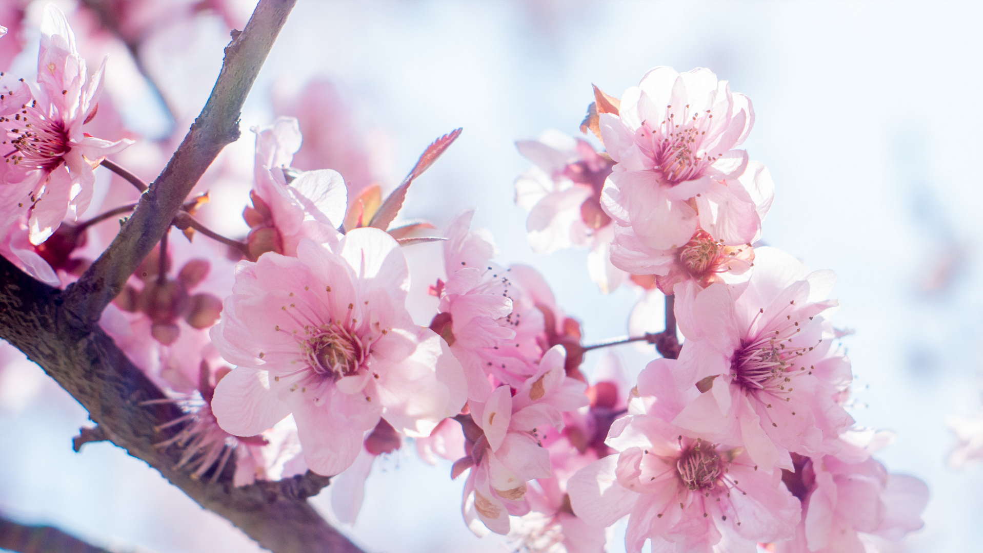 桃花运是什么 男人走桃花运好不好-春风号