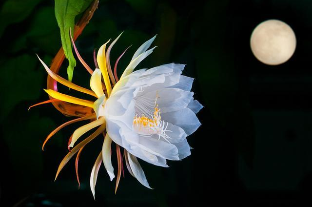 「诗词鉴赏」昙花一现为韦陀，古诗词里的昙花，一现刹那芳华