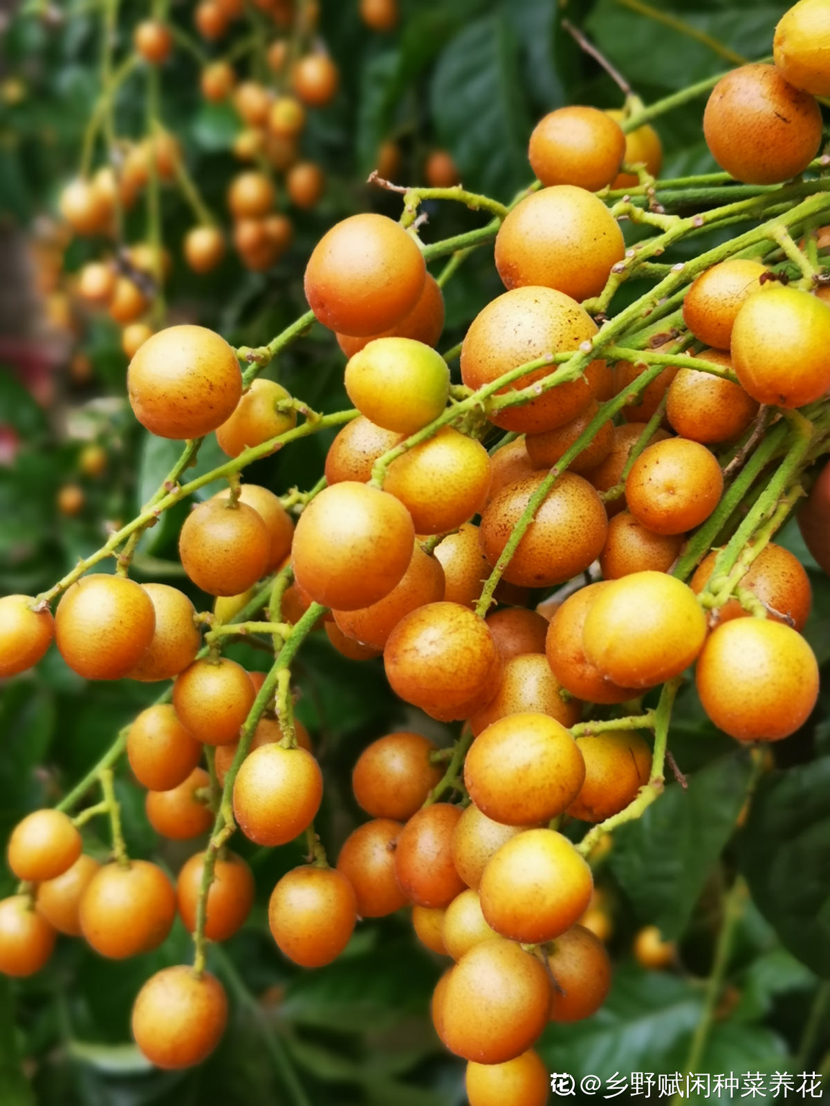 南方常见的黄皮果,妥妥的"黄水晶",咬一口直流口水