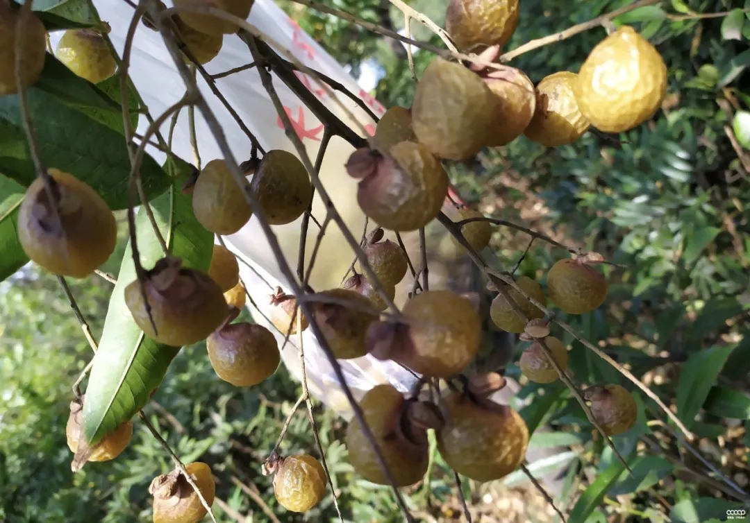 果肉可以用来做洗发水果实可以做手串无患子产自无患子树丨图为百年