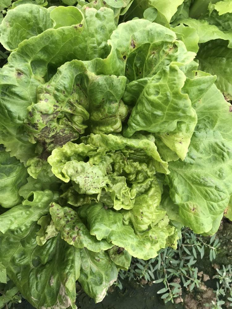 生菜上有铁锈有黄斑能吃吗(生菜上的锈斑) - 风集网