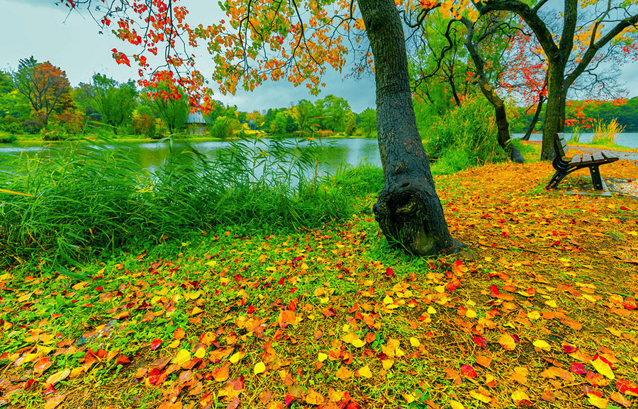 一叶知秋,一枚相思,诠释了思念的滋味