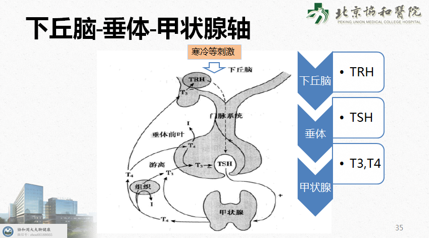 看懂甲状腺功能检查，知道这几个概念就可以