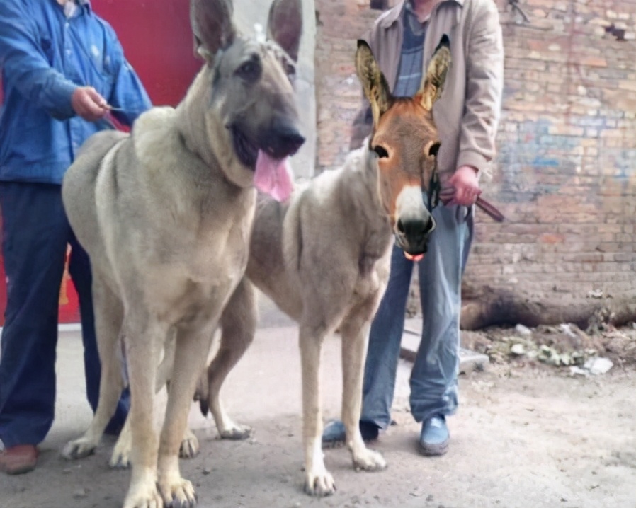 犬界中的几大“假货”，看上去身型强壮，实际中看不中用