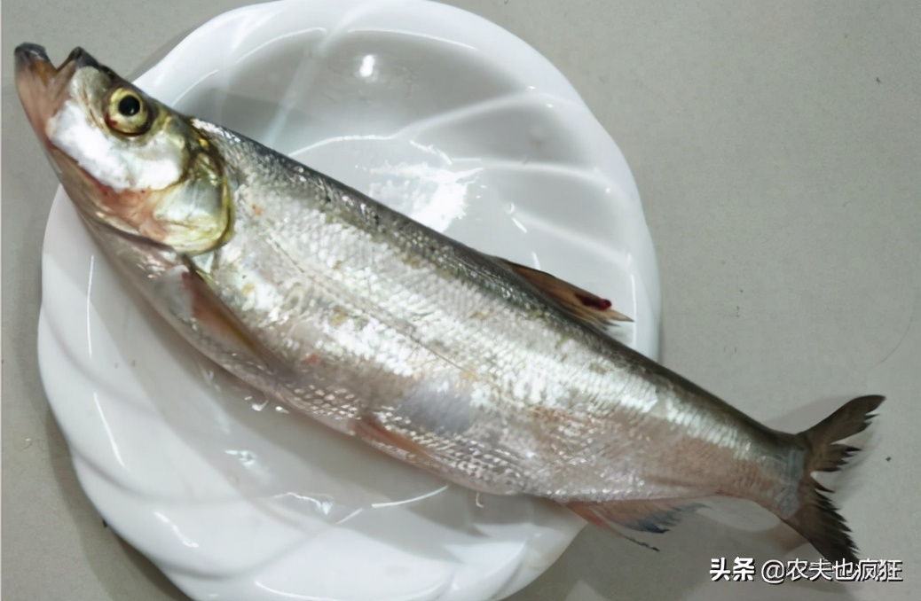 有些地方也叫它翘嘴鱼,翘壳鱼,白丝鱼,大白鱼,倒子鱼等,它的学名是