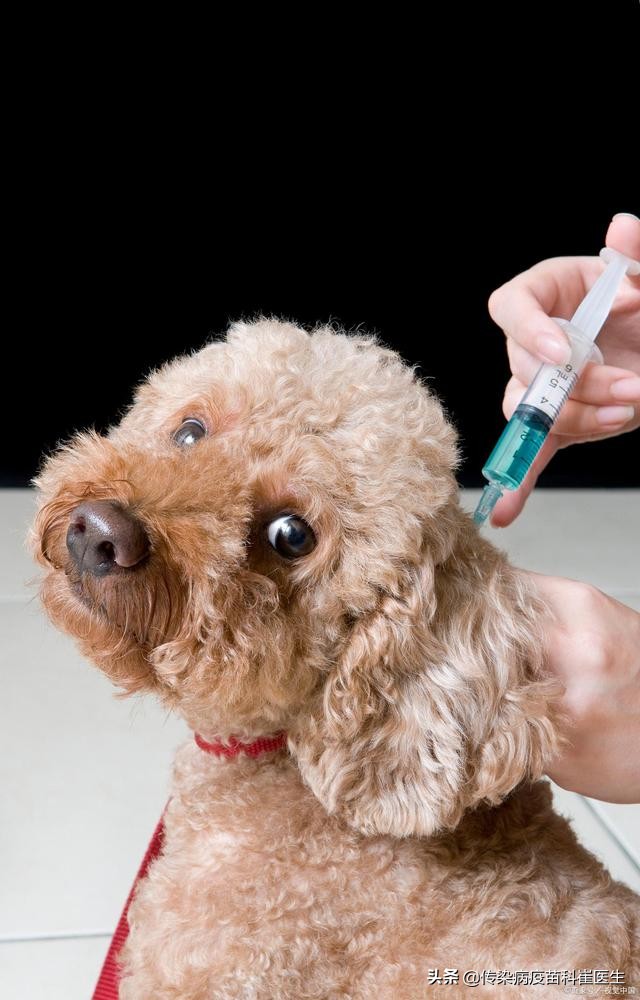 被人咬了，需要接种狂犬疫苗？一文为你说明白
