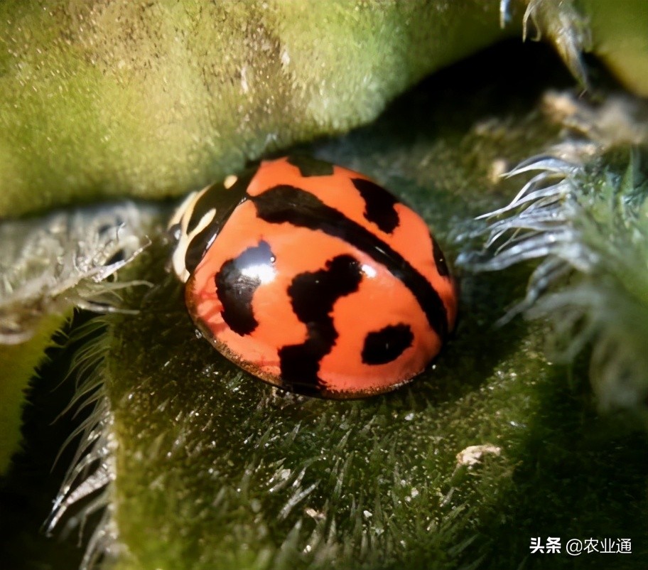 瓢虫的种类(瓢虫的种类和知识)