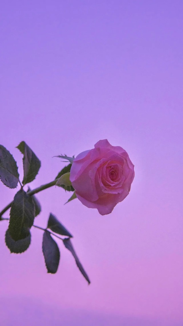 66张唯美梦幻紫色壁纸