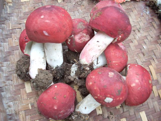 红蘑菇多少钱一斤(一年熟两次)