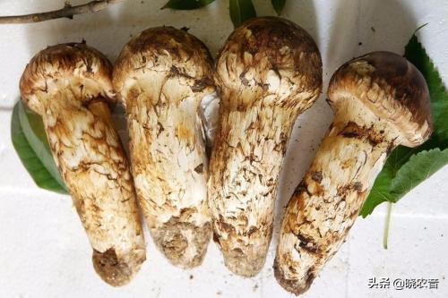 种植致富项目什么可以赚钱，未来10大暴利种植项目？
