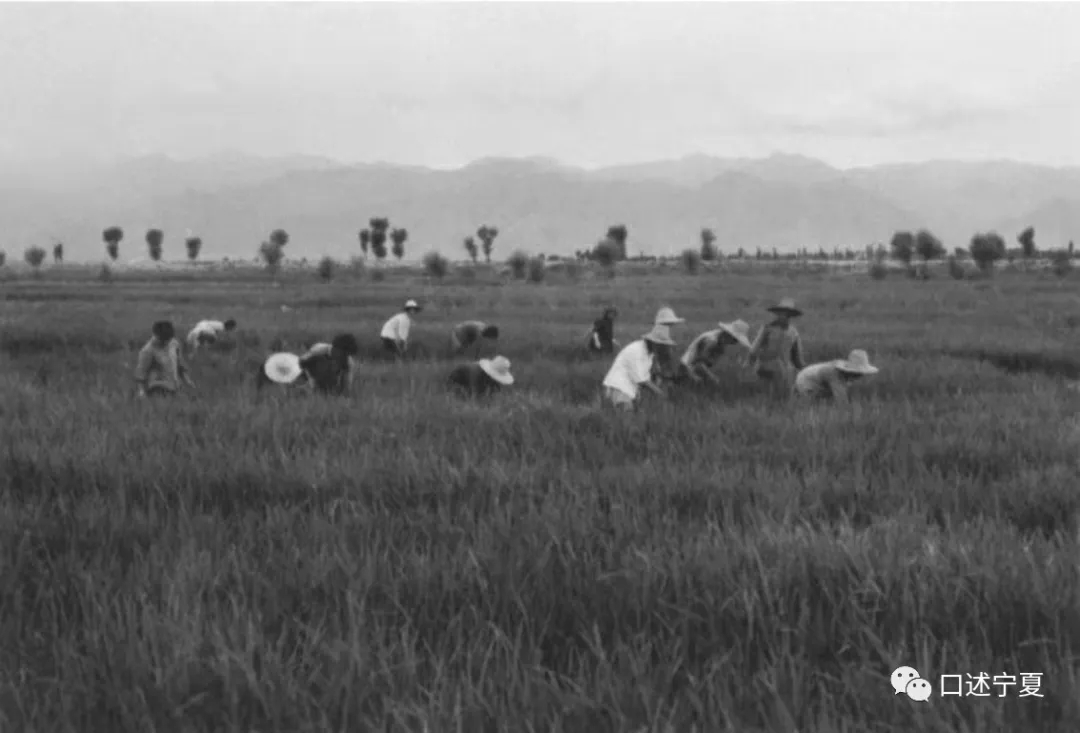 宁夏农垦创业时期的大中专学生 (上)
