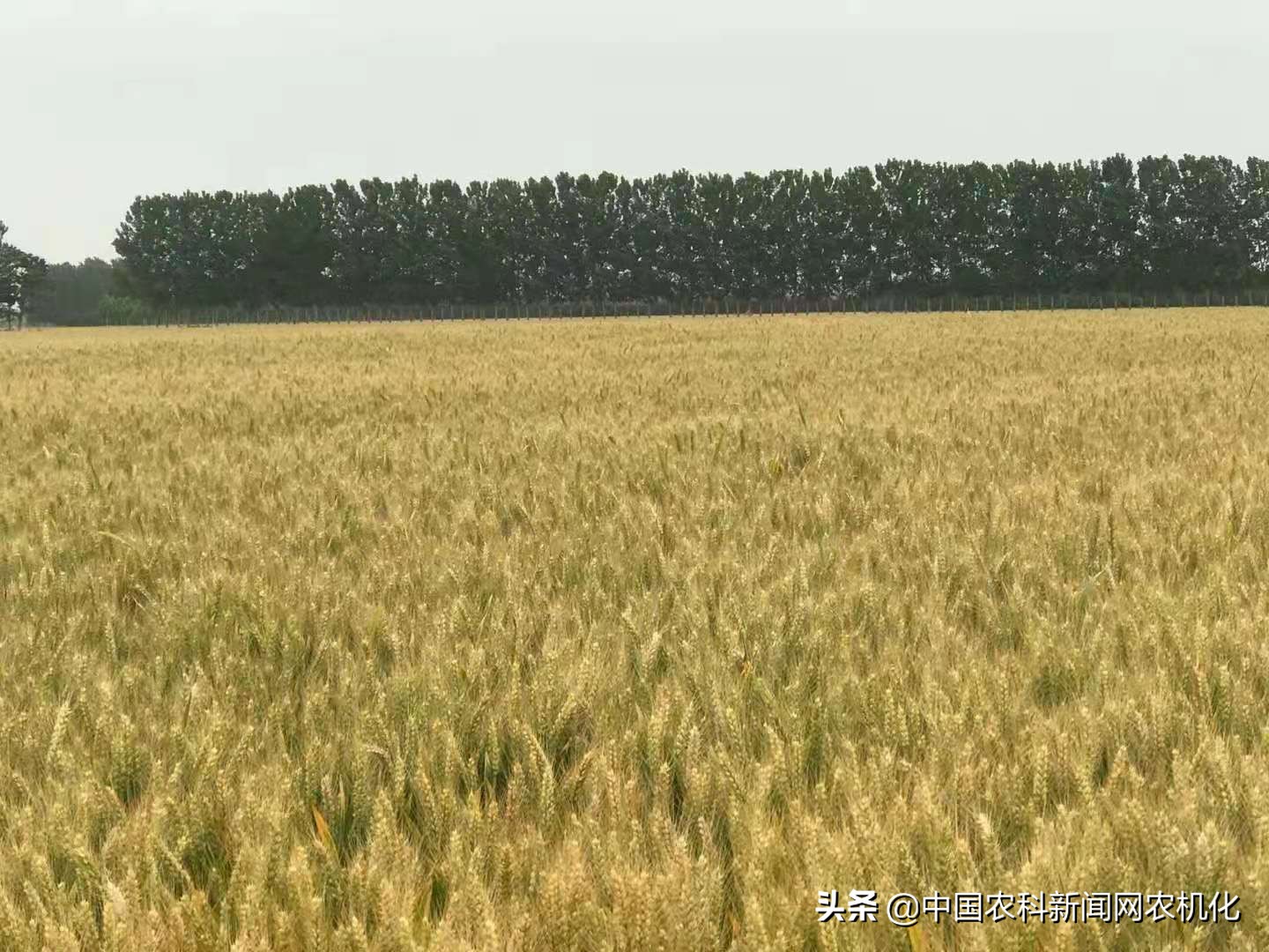 寶雞出臺倒伏小麥機(jī)械收獲減損“322”操作技術(shù)要點(diǎn)