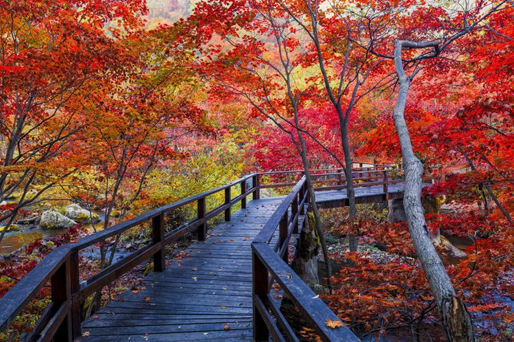 藏头七绝(新)61香山红叶(三百0四集)