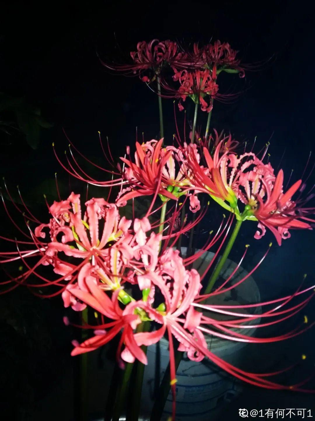 东京奥运会颁奖花束是真花吗(7种花真假难辨，开花特精致，像是艺术品)