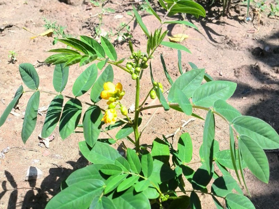 宝藏植物"蛇灭门:毒蛇都躲着它,搞养殖的朋友有必要种植它