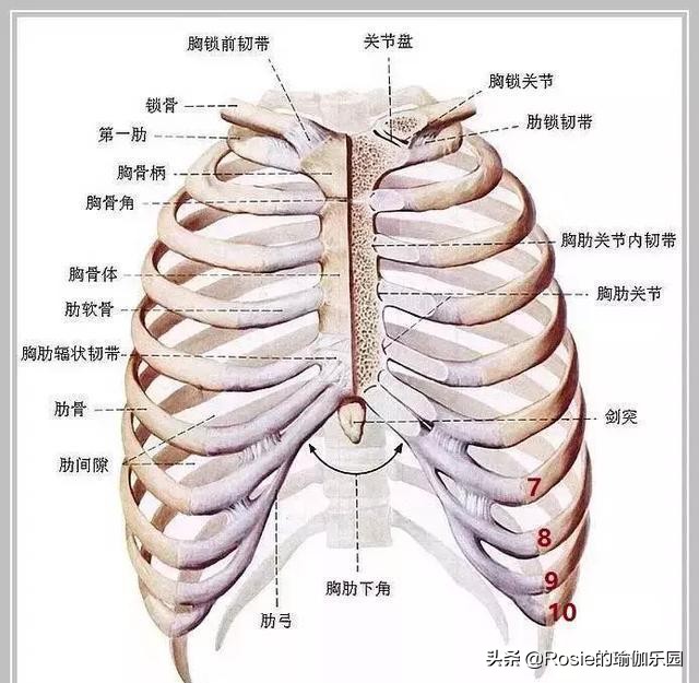 肋骨外翻是如何引起的？产后妈妈是不是更容易出现肋骨外翻？